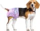 Camon Jednorazowe pieluchy dla psów 10 sztuk rozmiar S Flying Paws 1