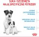 Royal Canin Mini Starter Mother & Babydog 1kg karma sucha dla suk w ciąży i okresie laktacji oraz szczeniąt, od 4 do 8 tygodnia, ras małych 5