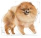 Royal Canin Pomeranian Adult 500g karma sucha dla psów dorosłych rasy Pomeranian 6