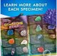 National Geographic Jumbo Gemstone Dig Kit (29-2470) 4