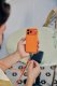Joby Pasek na ramię CarryLine Phone Orange (JB0006CB) 5