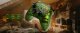 Pad X25 Special Edition Wireless Controller OG Green (700417) 2