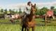 Farming Simulator 2019 PC, wersja cyfrowa 3