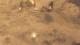 Sudden Strike 4 - Africa Desert War PC, wersja cyfrowa 1