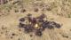Sudden Strike 4 - Africa Desert War PC, wersja cyfrowa 7