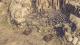 Sudden Strike 4 - Africa Desert War PC, wersja cyfrowa 9