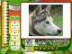 The Wildlife Creative Studio PC, wersja cyfrowa 10