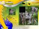 The Wildlife Creative Studio PC, wersja cyfrowa 6