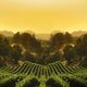Feeby Napa Valley 20x30 3