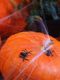 Party Deco Pająki plastikowe czarne na Halloween - 10 szt. uniwersalny 3