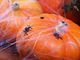 Party Deco Sieć pajęcza z 2 pająkami - Pajęczyna Halloween - 60 g. uniwersalny 3