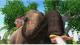 Zoo Tycoon Xbox 360 4