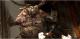 Dragon Age 2 Classic Xbox 360 15