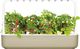 Click And Grow Click&Grow Inteligentna doniczka Smart Garden 9 Beige 2