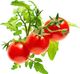 Click And Grow Click&Grow Kapsułki z nasionami Smart Soil Pomidorki koktajlowe 3pak 4