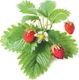 Click And Grow Click&Grow Kapsułki z nasionami Smart Soil Poziomka 3pak 2