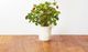 Click And Grow Click&Grow Kapsułki z nasionami Smart Soil Poziomka 3pak 5