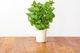 Click And Grow Click&Grow Kapsułki z nasionami Smart Soil Mięta pieprzowa 3pak 2