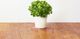 Click And Grow Click&Grow Kapsułki z nasionami Smart Soil Pietruszka 3pak 3