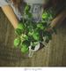 Click And Grow Click&Grow Kapsułki z nasionami Smart Soil Bazylia 3pak 2