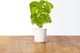 Click And Grow Click&Grow Kapsułki z nasionami Smart Soil Bazylia 3pak 5
