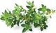 Click And Grow Click&Grow Kapsułki z nasionami Smart Soil Tymianek 3pak 2