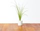 Click And Grow Kapsułki z nasionami Smart Soil Szczypiorek 3pak 1