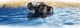 Revell Revell Stunt Car WATER BOOSTER - 24635 7