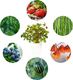 Click And Grow Click&Grow Kapsułki z nasionami Smart Soil Eksperymentalny 3pak 1