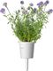 Click And Grow Refill Lawenda 3-pak 2