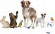 Panama Pet Panama Pet wisząca zabawka z kulką wiklinową z kolorowymi klockami i dzwonkiem 22 cm 2