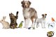 Panama Pet Panama Pet miska dla ptaków 0,84 l zawieszana 2