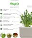 Click And Grow Refill rukola 3-pak 3