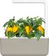 Click And Grow Click and Grow refill żółta papryka 3-pak 1
