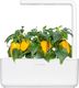 Click And Grow Click and Grow refill żółta papryka 3-pak 3