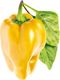 Click And Grow Click and Grow refill żółta papryka 3-pak 4