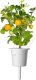Click And Grow Click and Grow refill żółty pomidor 3-pak 2