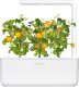 Click And Grow Click and Grow refill żółty pomidor 3-pak 3