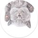 PopSockets Pop na palec Cat Nap Gen. 2 ME-PS-A129 1