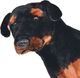 vidaXL Pluszowy rottweiler, stojący, czarno-brązowy, XXL 3