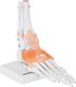 Physa Model anatomiczny stawu skokowego z więzadłami w skali 1:1 2