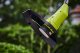 Ryobi Ryobi RY36LT33A-120 36 V Line Trimmer 3