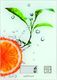 Waga kuchenna Optimum WAGA KUCHENNA OPTIMUM WG-0024 1
