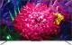 Telewizor TCL 65C715 QLED 65'' 4K Ultra HD Android 1