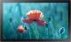 Monitor Samsung Smart Signage QB13R-T (LH13QBRTBGCXEN) 1