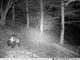 Kamera Xrec Kamera Leśna FOTOPUŁAPKA FULL HD 56 IR 100s 12MP 10