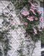 Nature Nature Krata ogrodowa do pnączy, 50x150 cm, PVC, biała, 6040701 1
