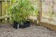 Nature Nature Bariera korzeniowa 0,7 x 3 m, HDPE, czarna, 6030226 1