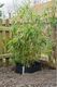 Nature Nature Bariera korzeniowa 0,7 x 3 m, HDPE, czarna, 6030226 2