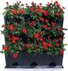 Minigarden Zielnik Vertical czarny (MGSET1BL) 1
